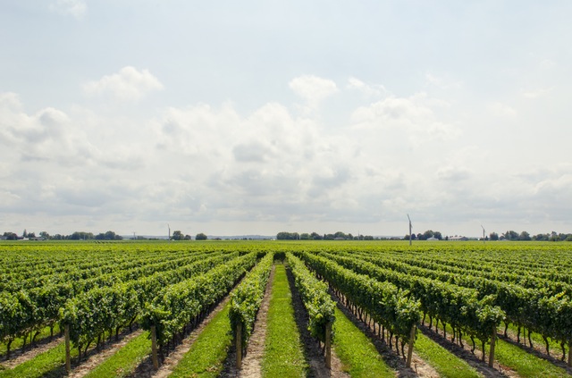 Produzione vini tipici toscani